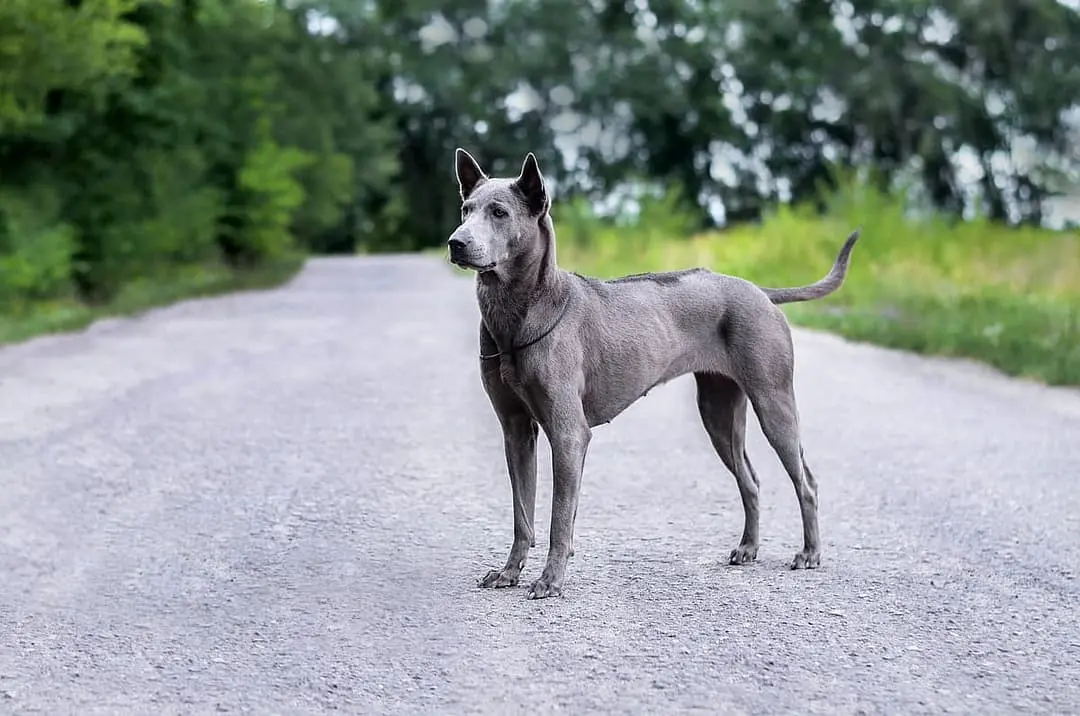 Thai Ridgeback dog breed