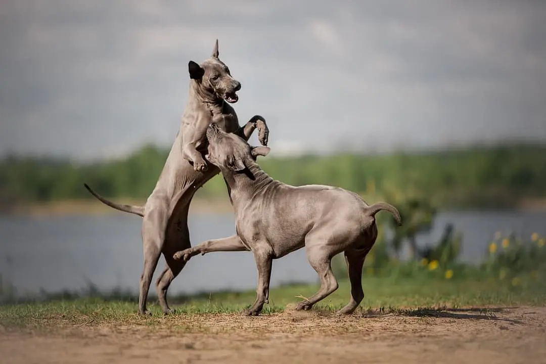 Thai Ridgeback playing