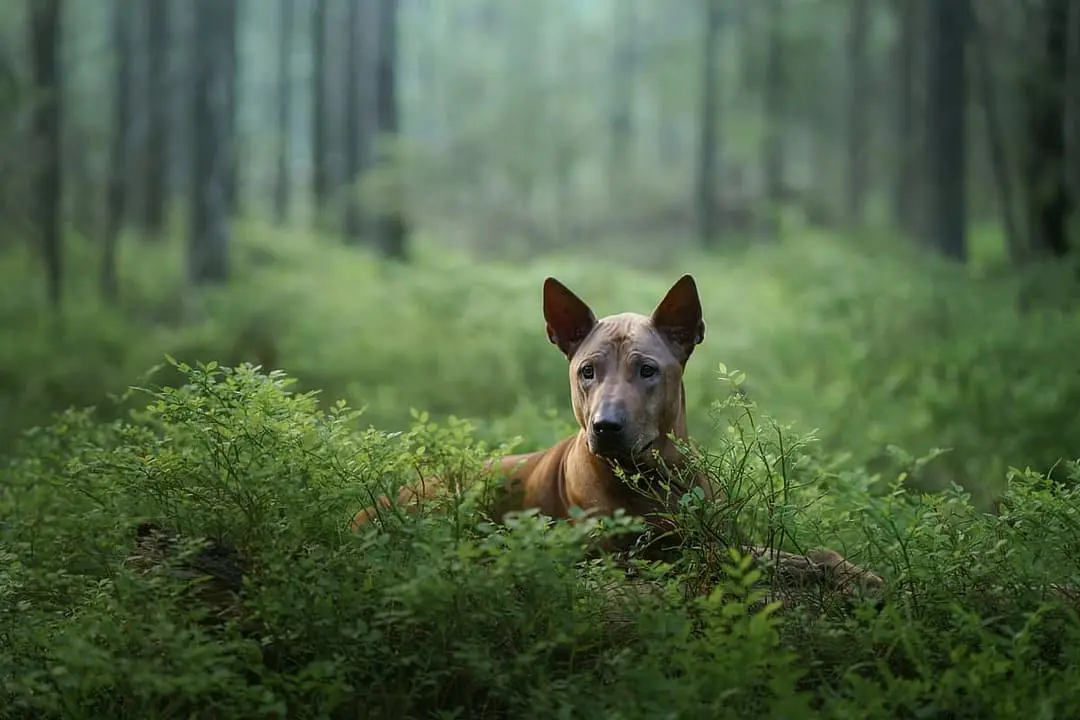 Thai Ridgeback with family