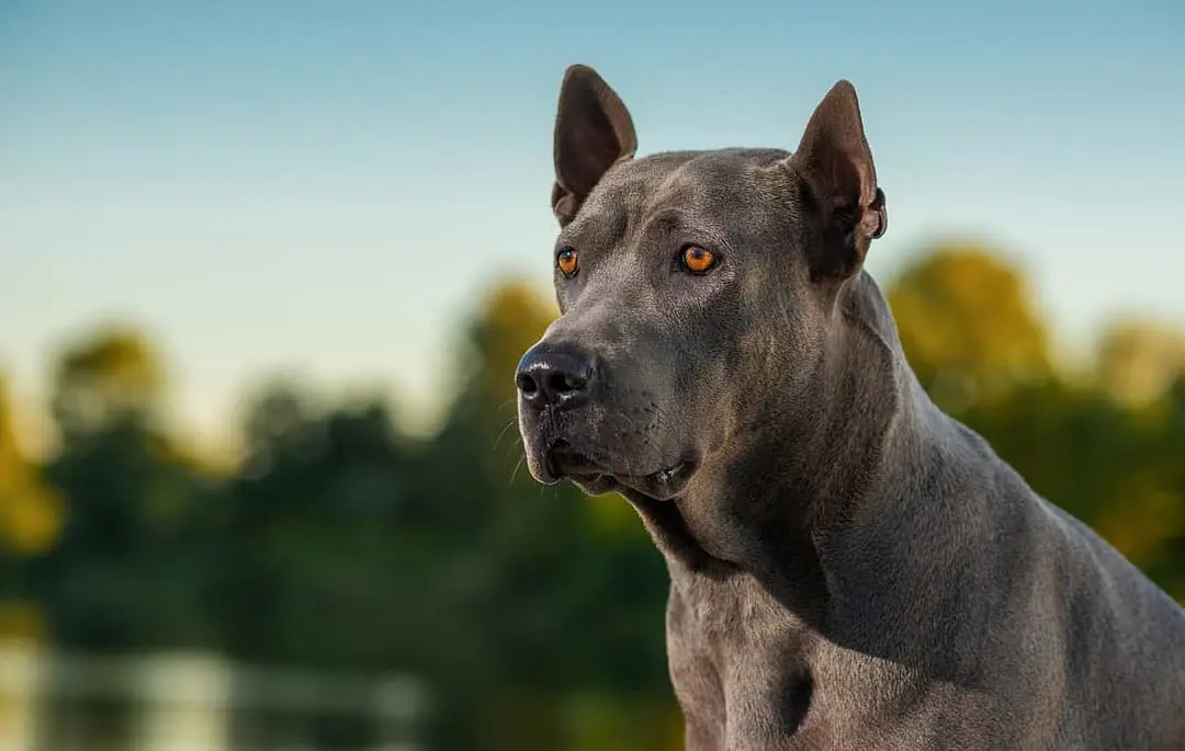 Thai Ridgeback