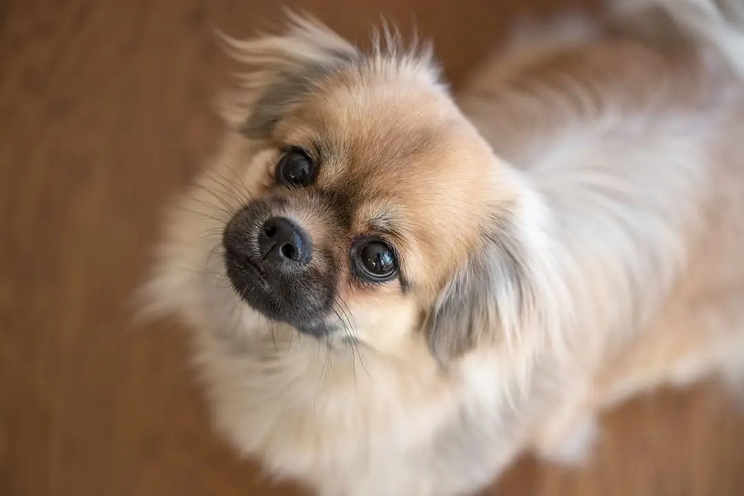 Tibetaanse Spaniel playing