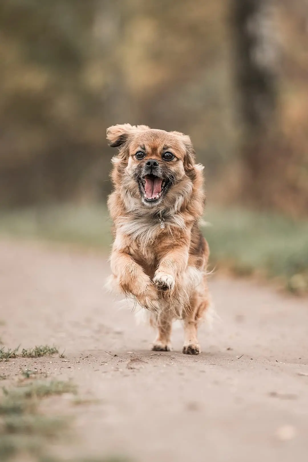 Tibetaanse Spaniel with family