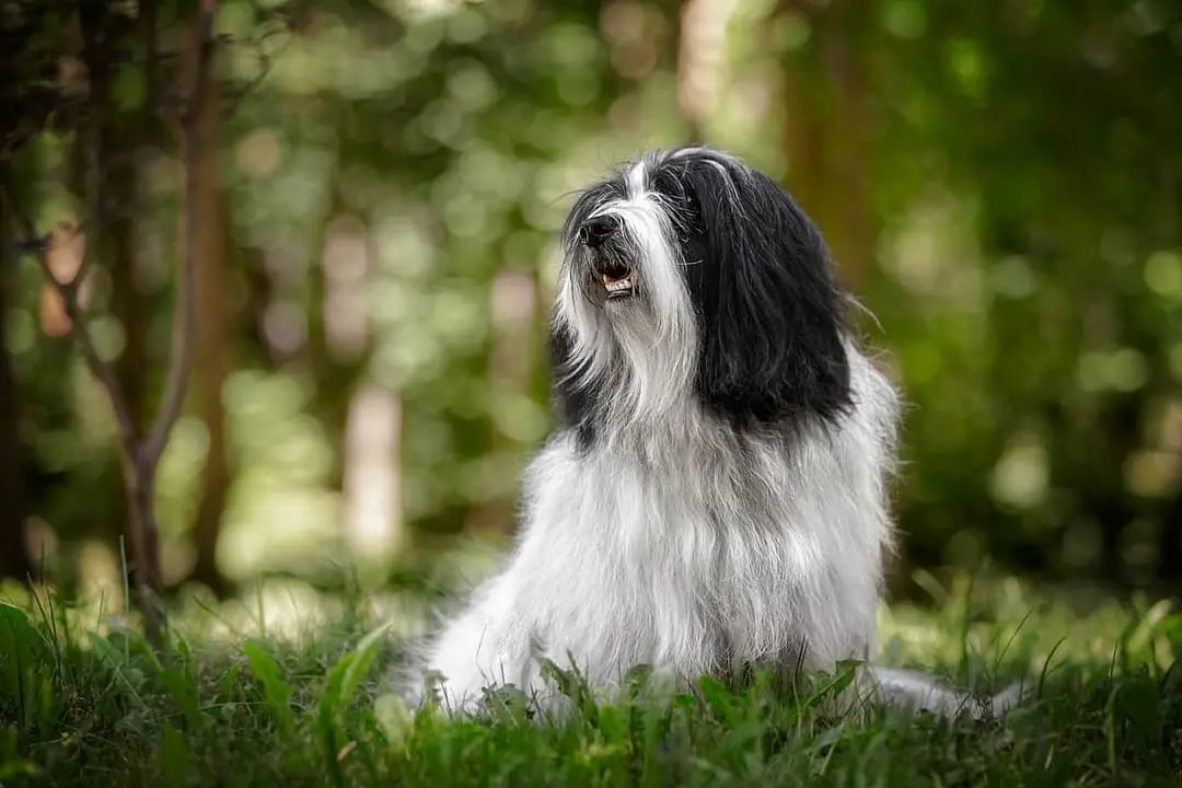 Tibetaanse Terrier dog breed