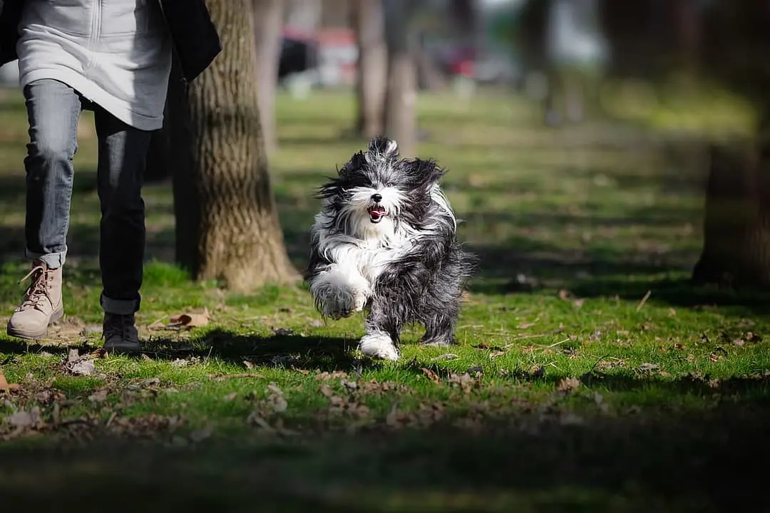 Tibetaanse Terrier playing