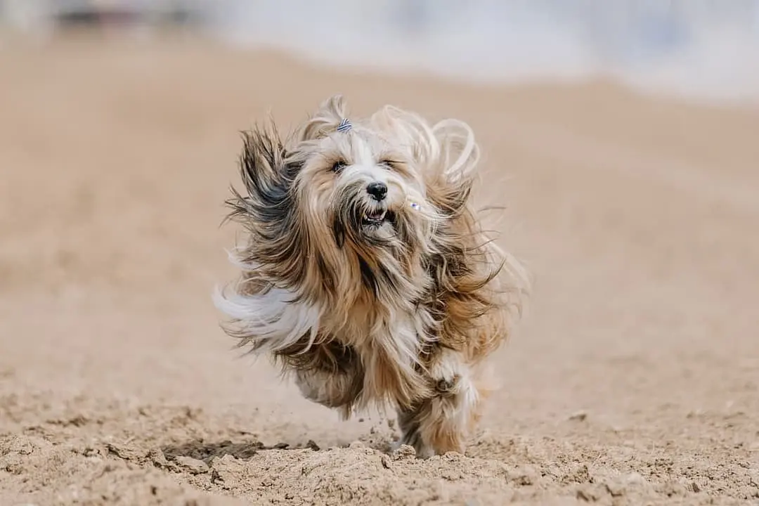 Tibetaanse Terrier with family