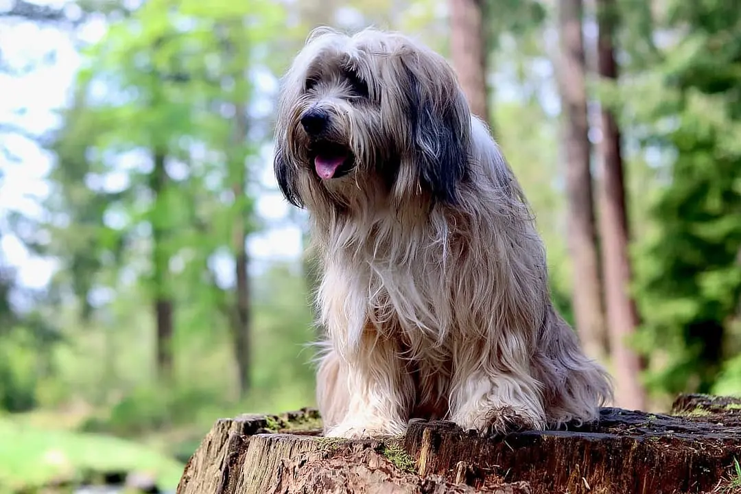 Tibetaanse Terrier