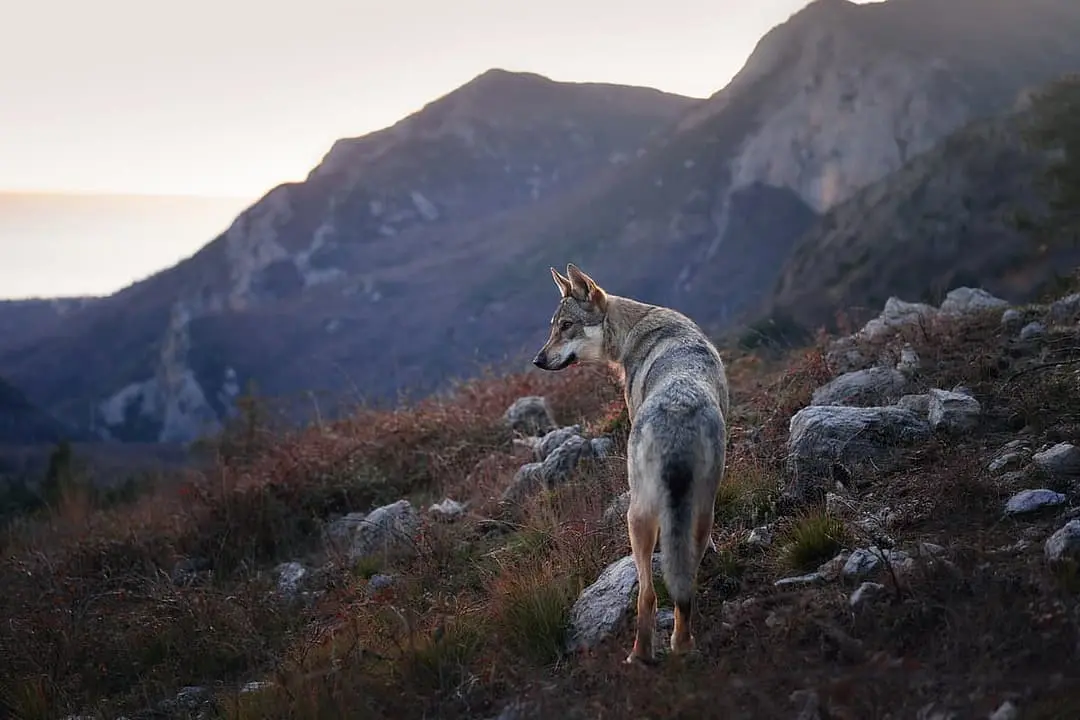 Tjechoslowaakse Wolfshond playing