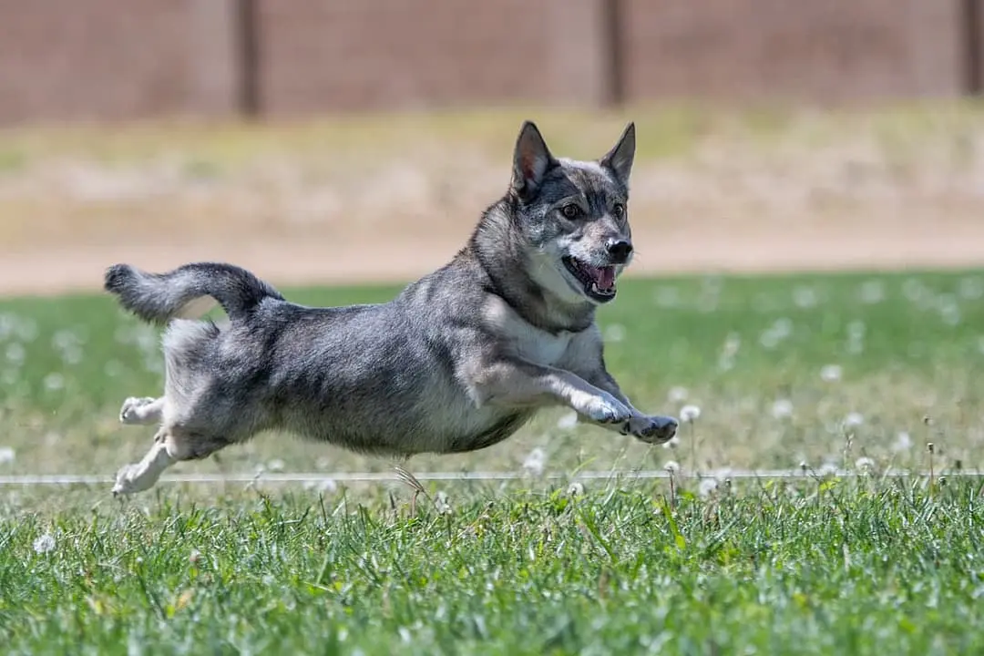 Vastgotaspets (Vallhund) dog breed