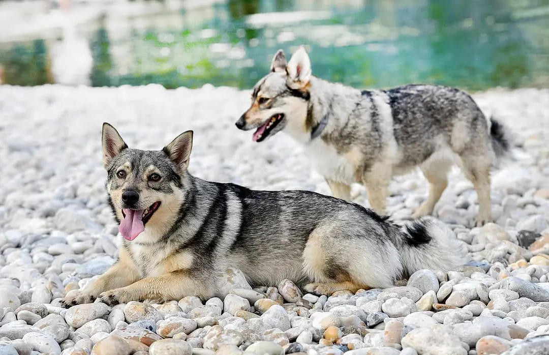 Vastgotaspets (Vallhund) playing