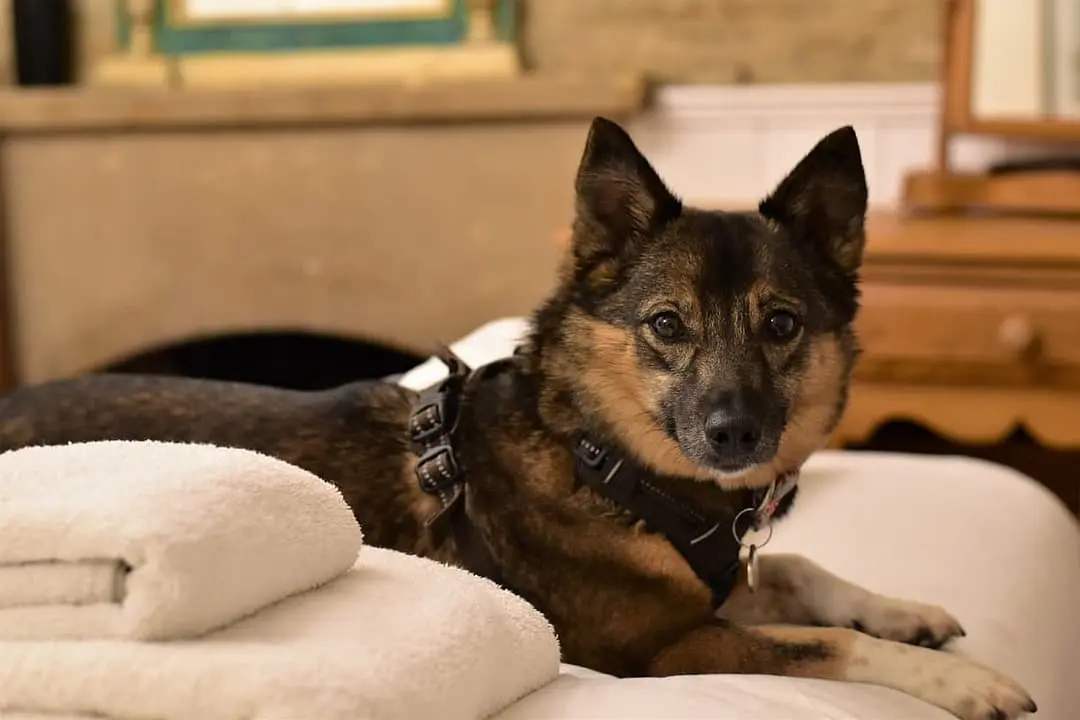 Vastgotaspets (Vallhund)