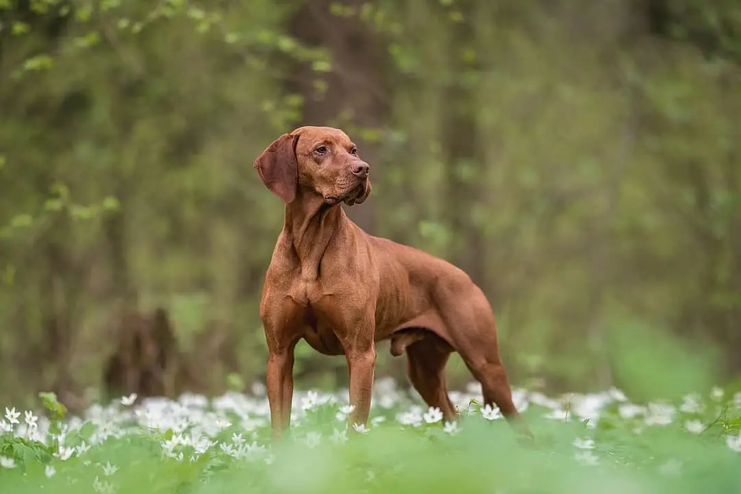 Vizsla dog breed
