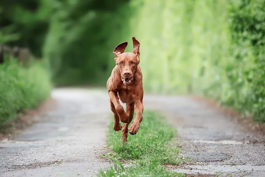 Vizsla playing