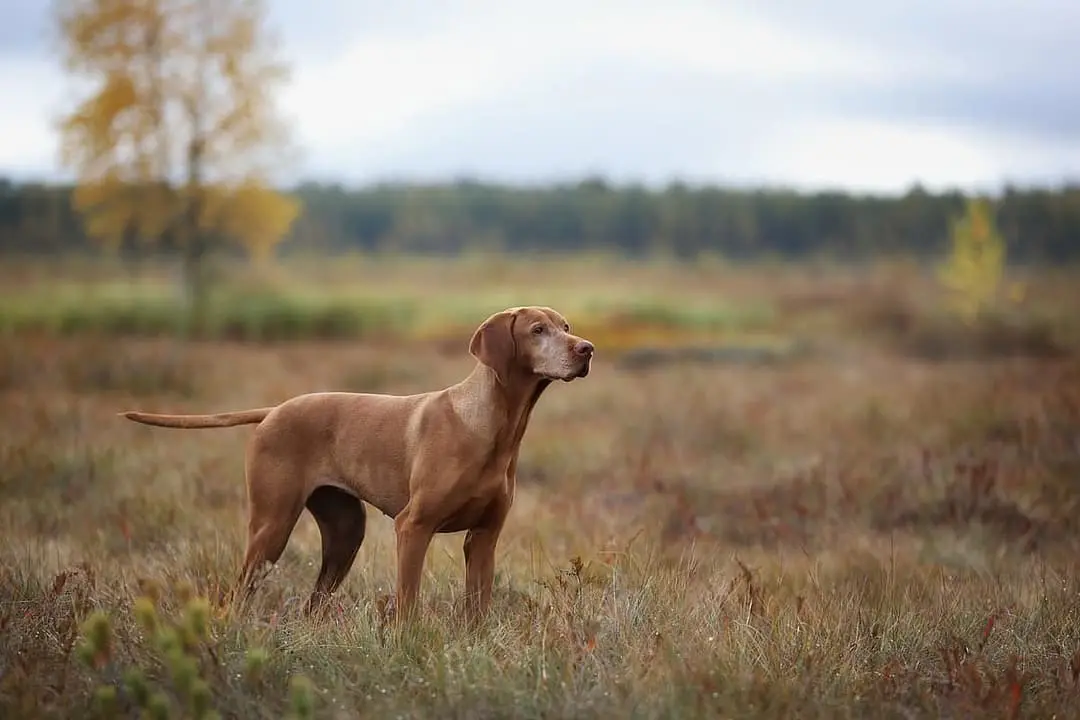 Vizsla