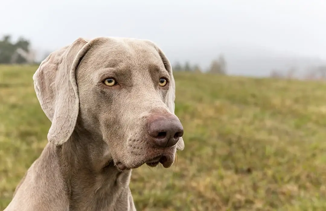 Weimaraner Korthaar playing