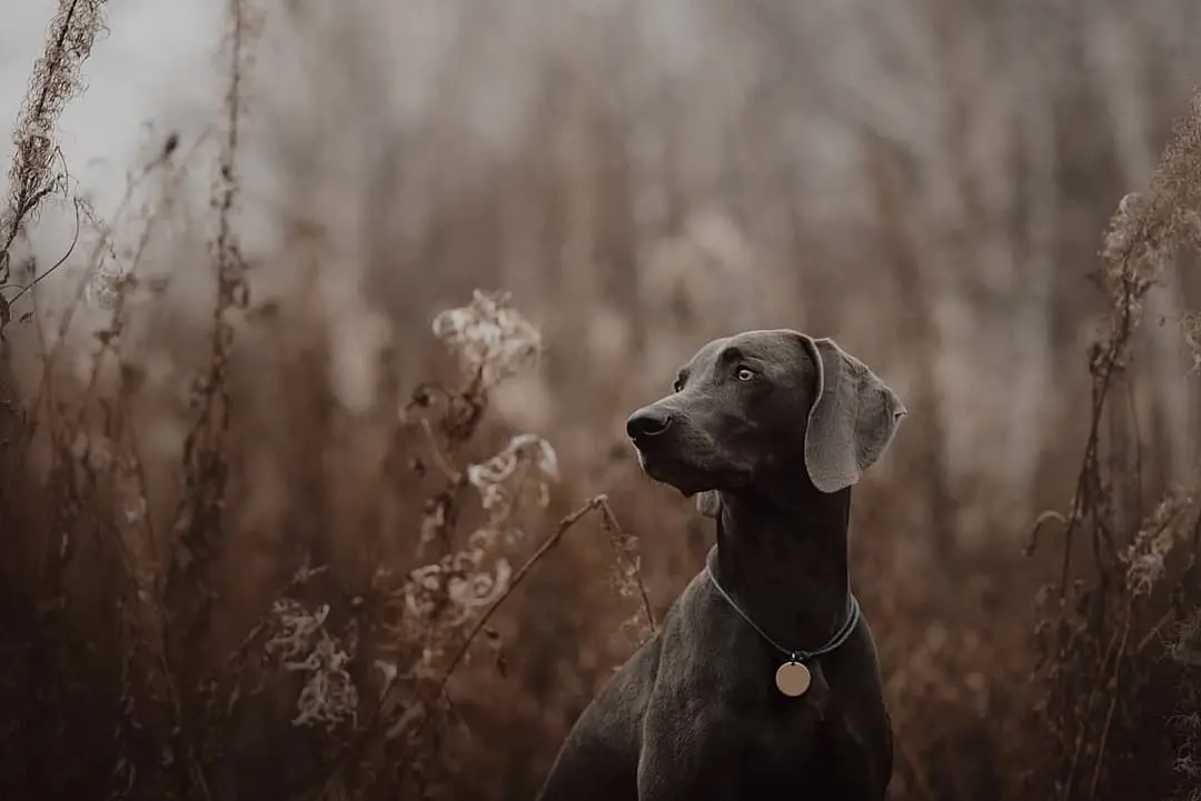 Weimaraner Korthaar with family