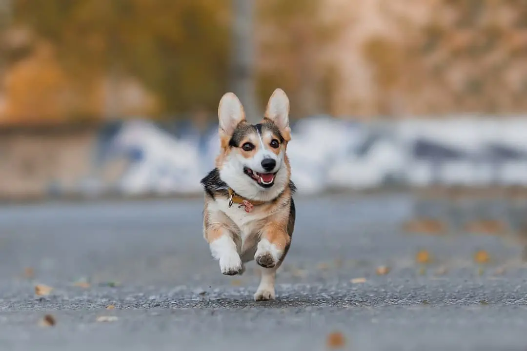 Welsh Corgi (Cardigan/Pembroke) dog breed