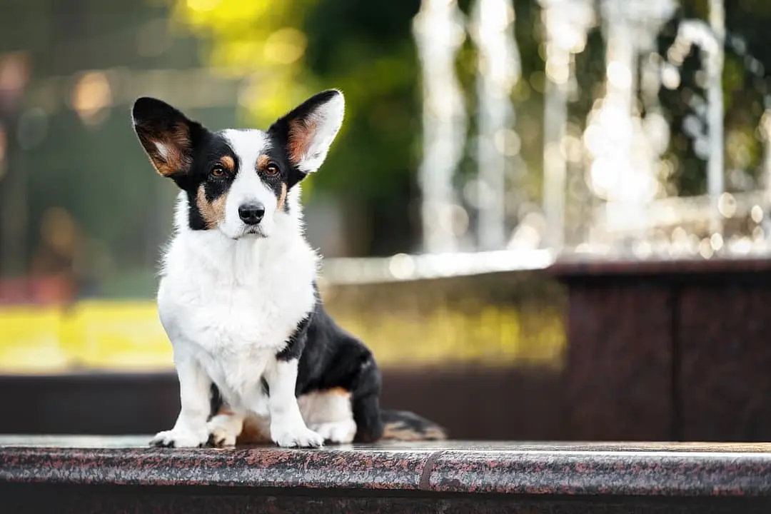 Welsh Corgi (Cardigan/Pembroke) playing