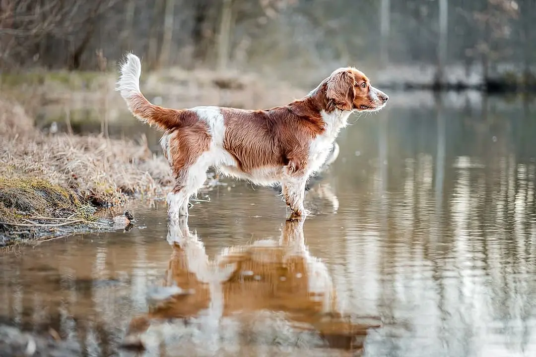 Welsh Springer Spaniel playing