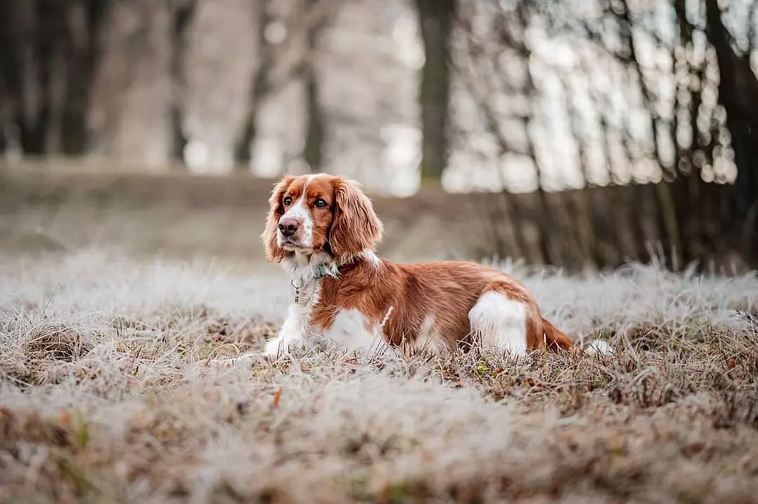 Welsh Springer Spaniel with family