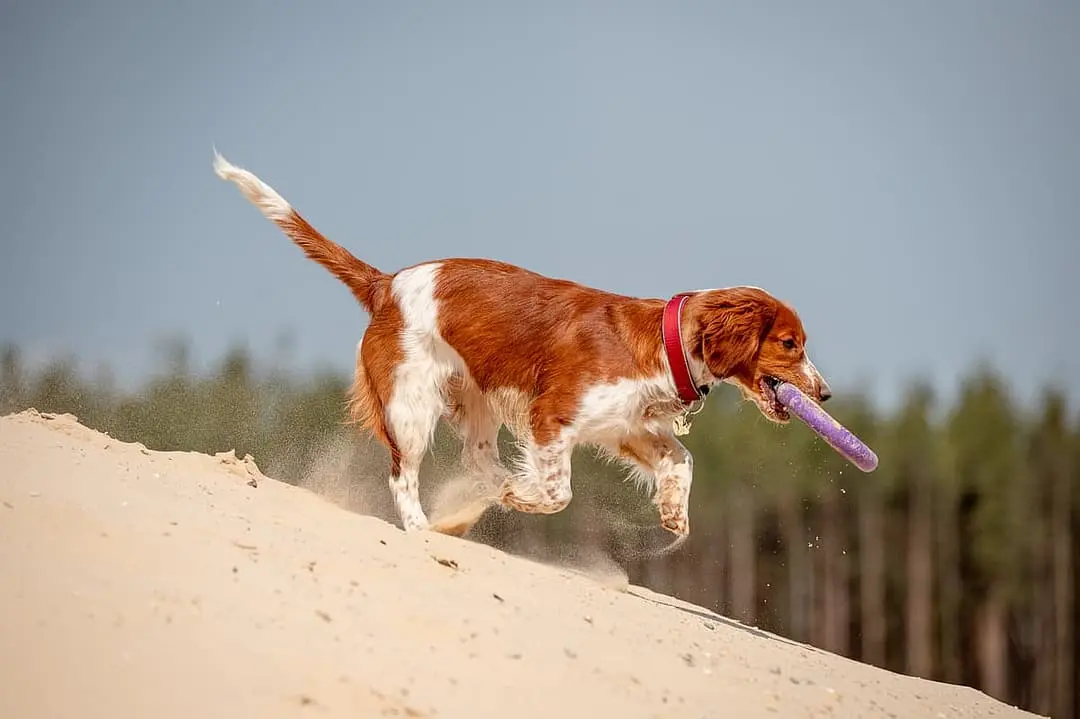 Welsh Springer Spaniel