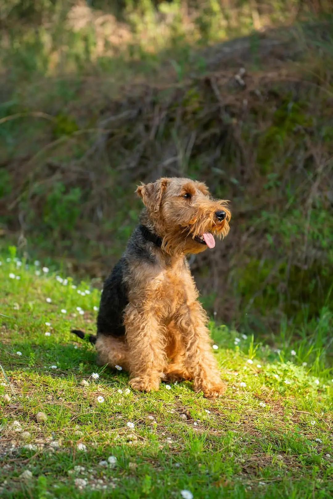 Welsh Terrier dog breed