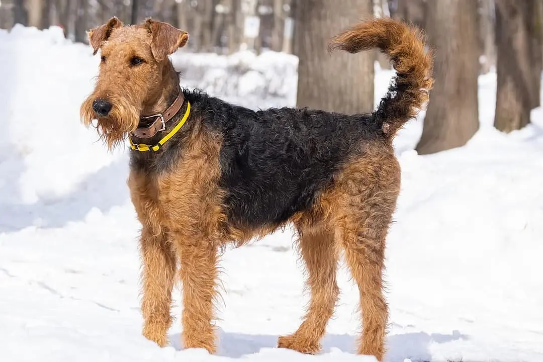 Welsh Terrier playing