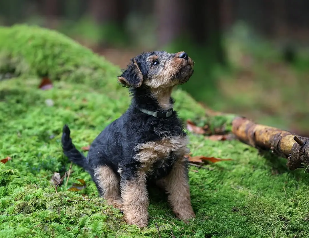 Welsh Terrier with family