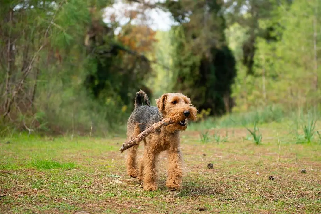 Welsh Terrier