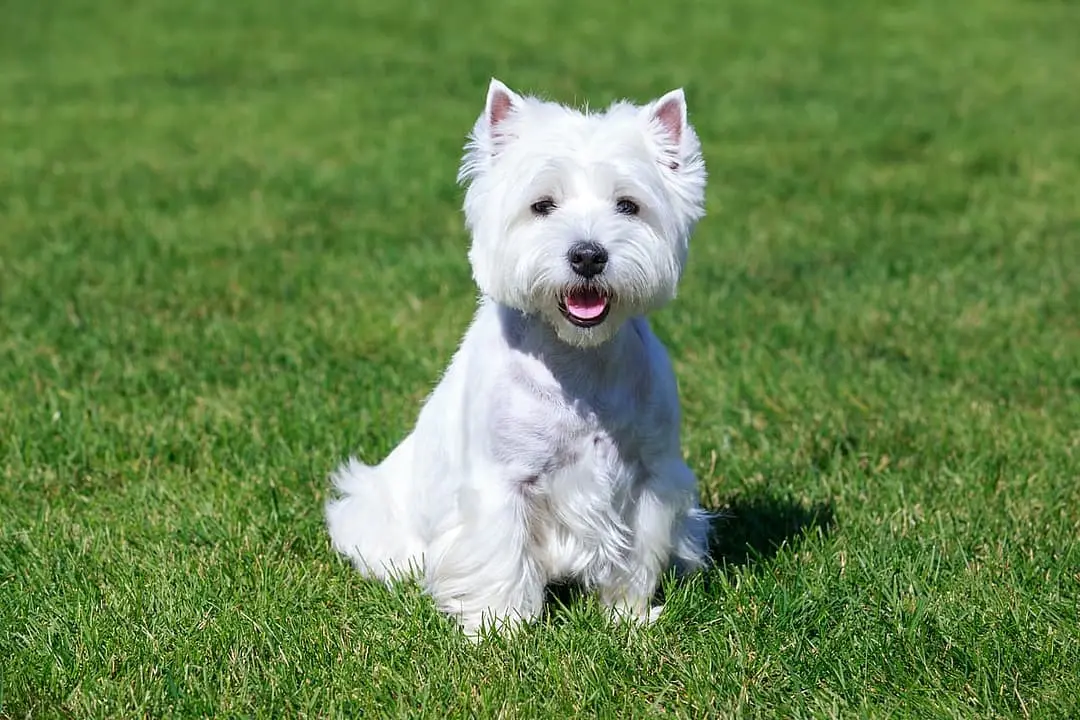 West Highland White Terrier dog breed