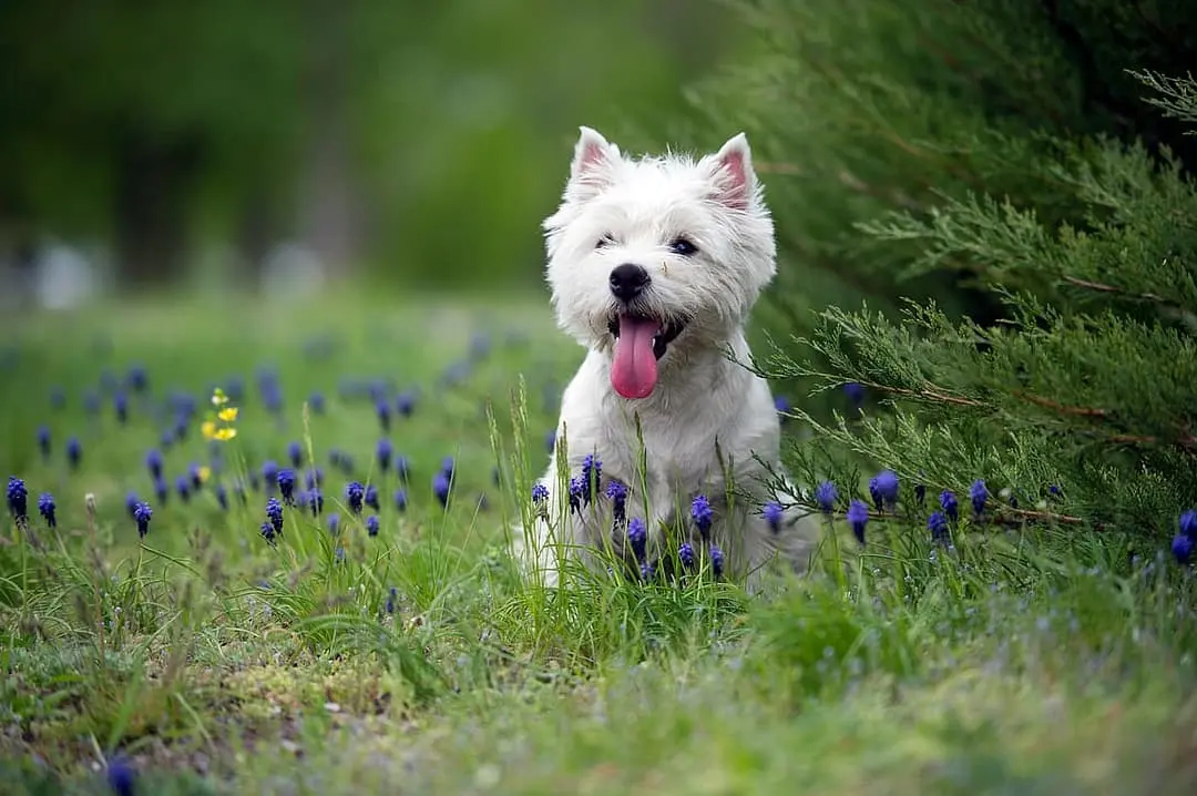 West Highland White Terrier playing
