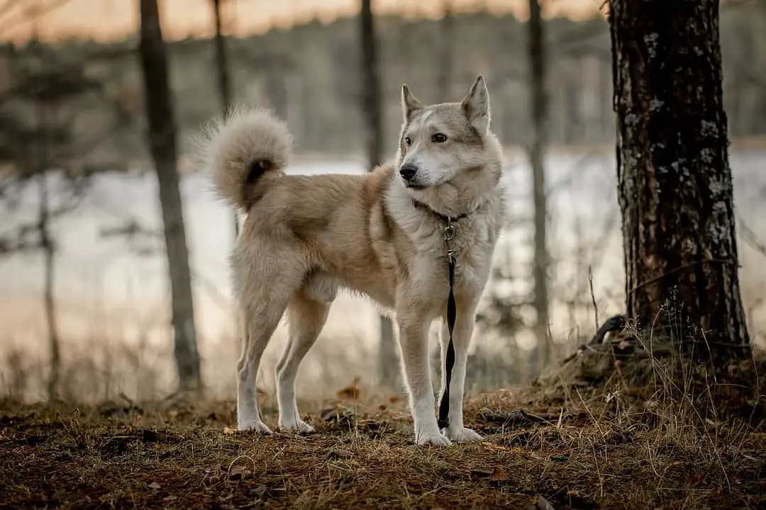 West Siberische Laika dog breed