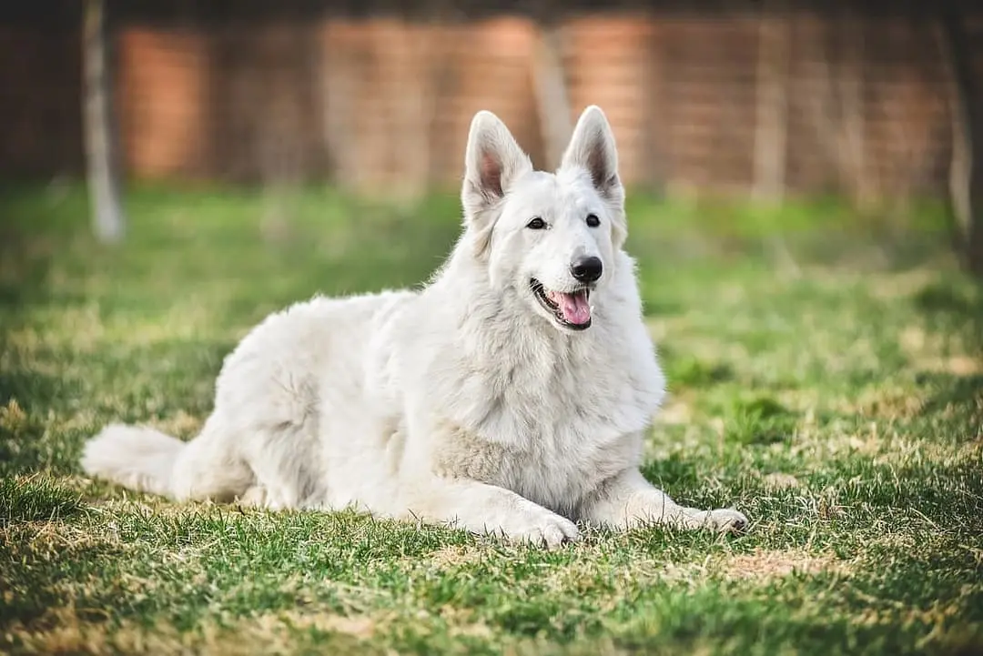 Witte Herder dog breed