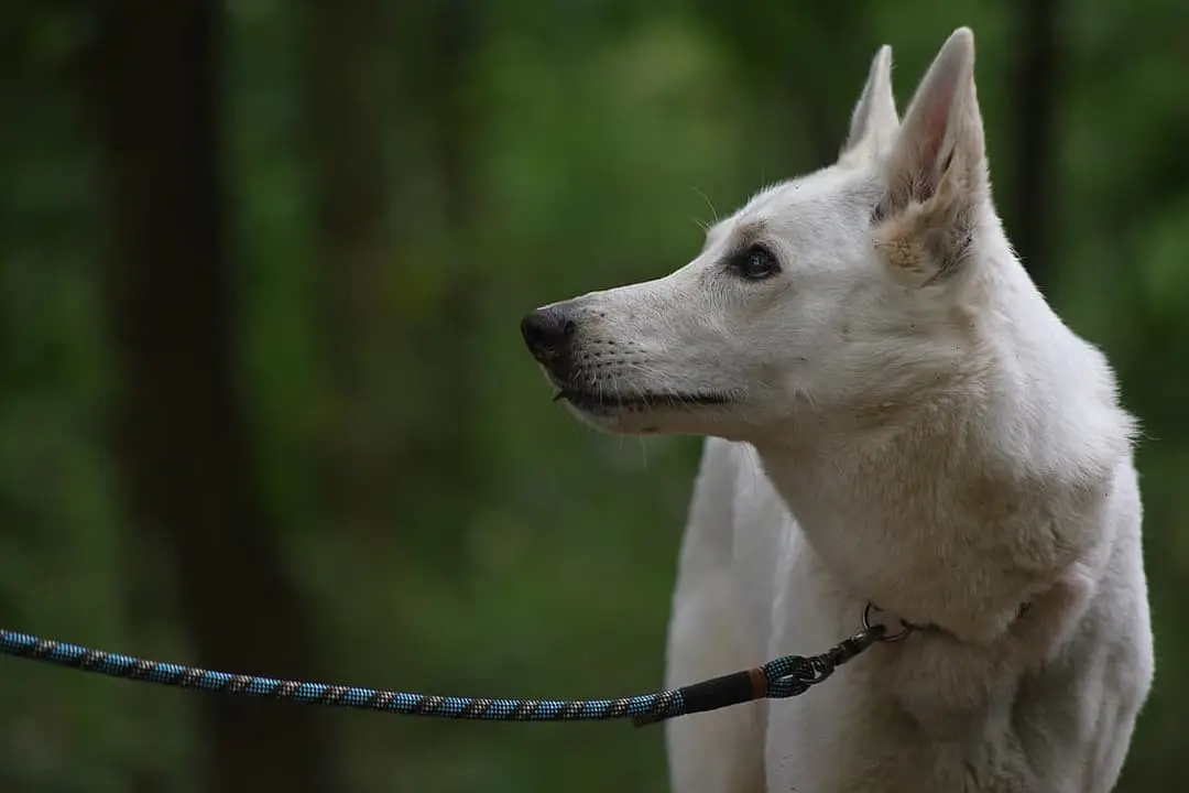 Witte Herder with family