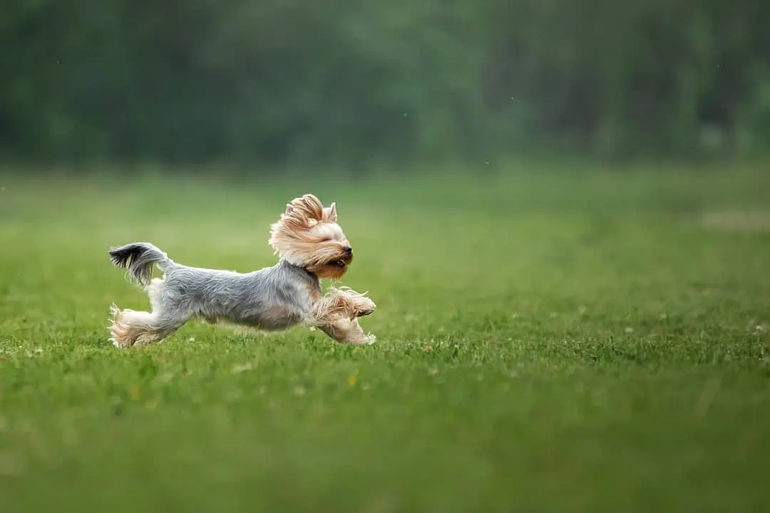 Yorkshire Terrier dog breed