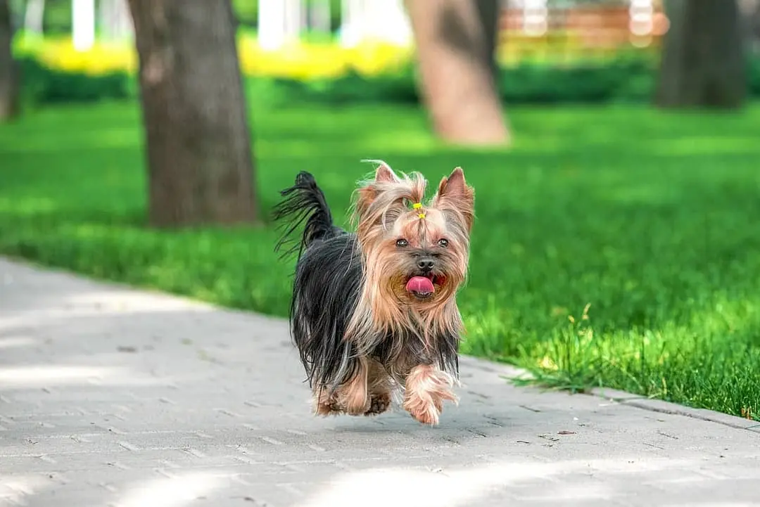 Yorkshire Terrier playing