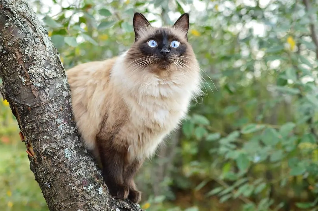 Balinees with family