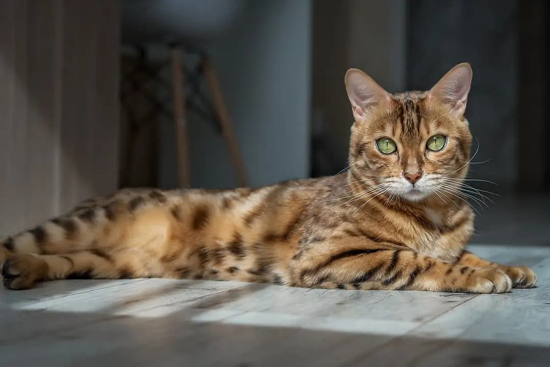 Bengaal cat breed