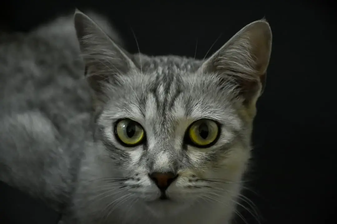 Burmilla with family