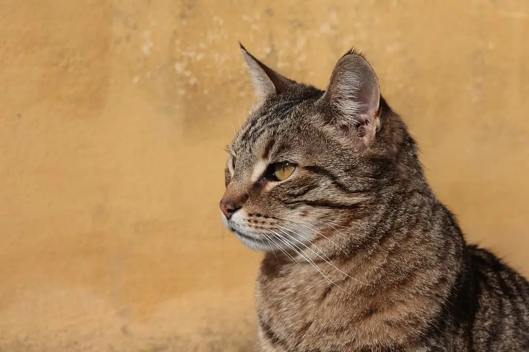 California Spangled playing