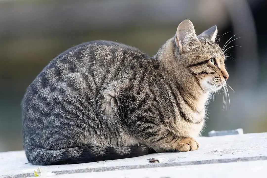 California Spangled with family