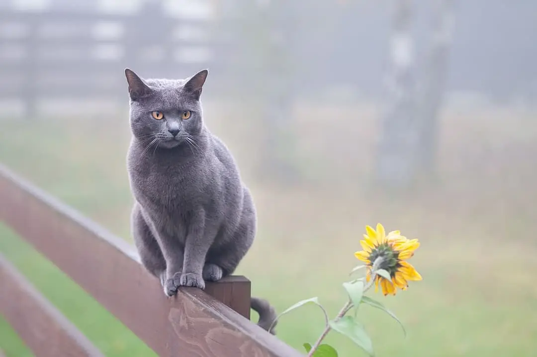 Chartreux