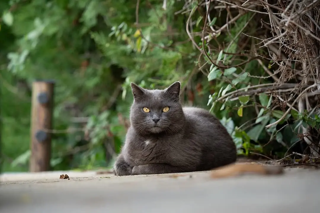Chartreux with family