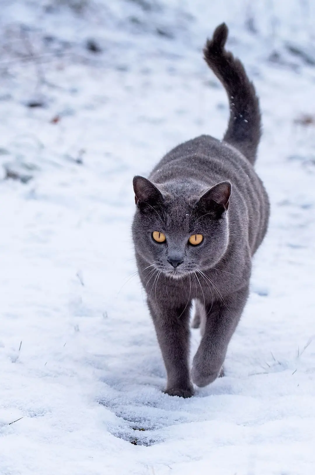 Chartreux