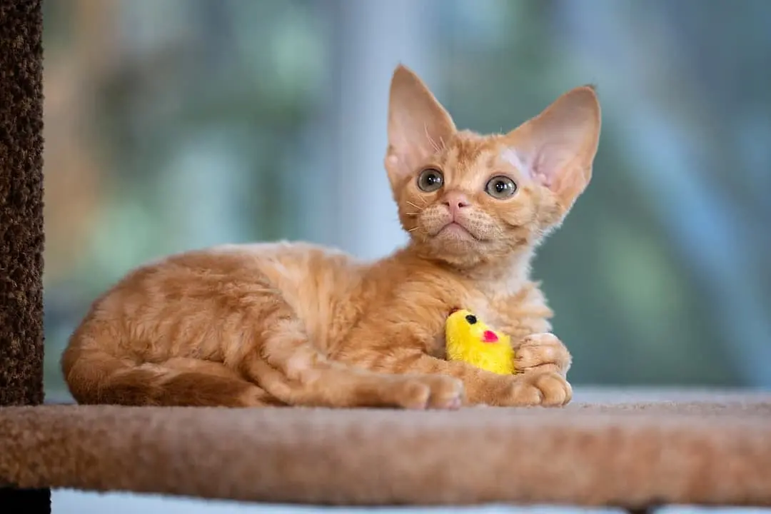 Devon Rex breed