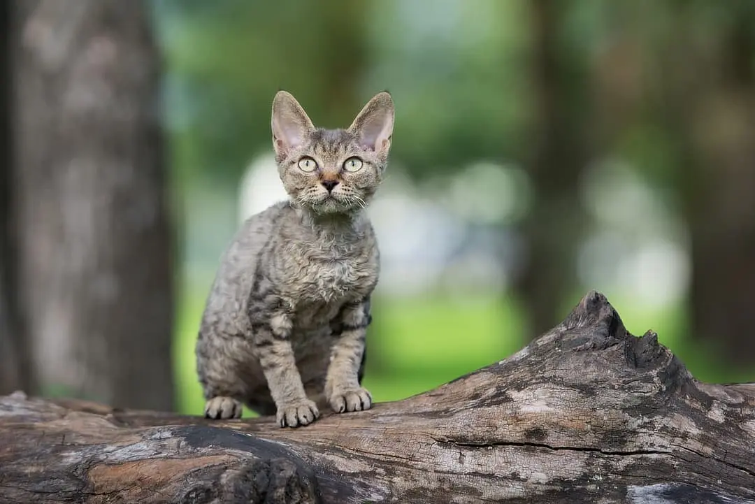 Devon Rex with family