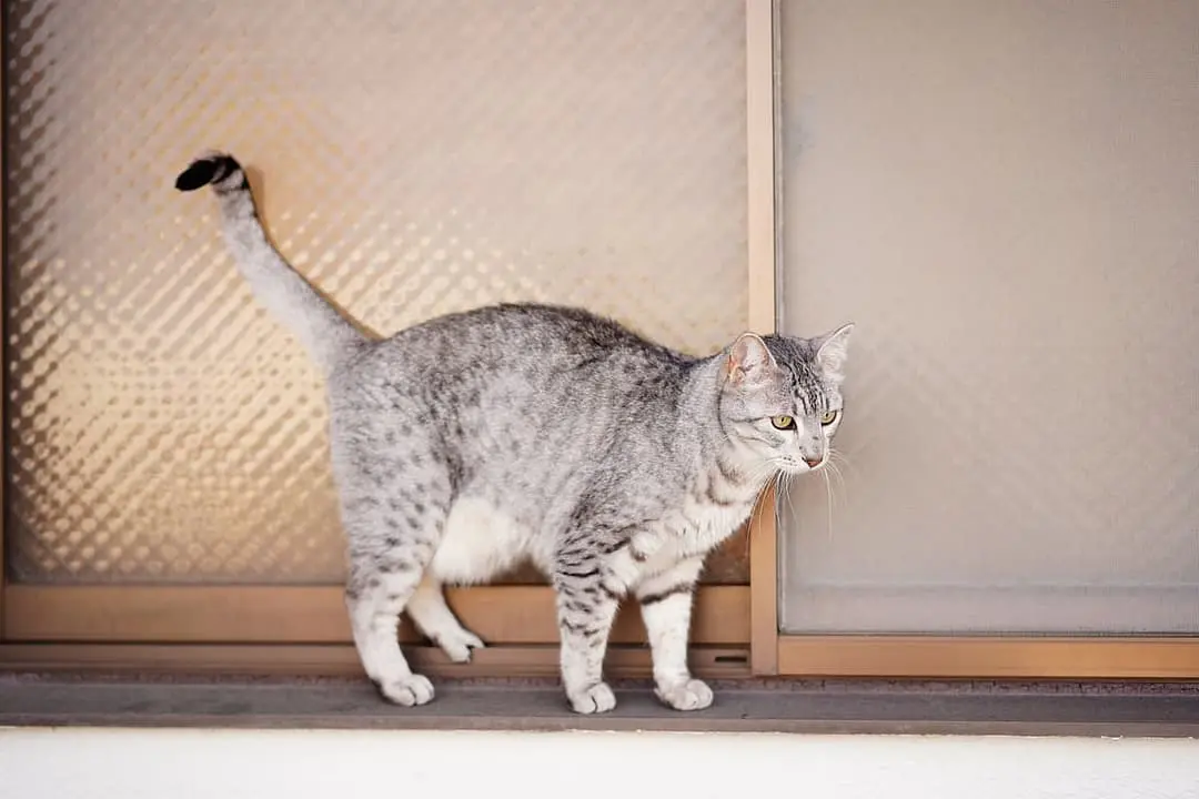 Egyptische Mau playing