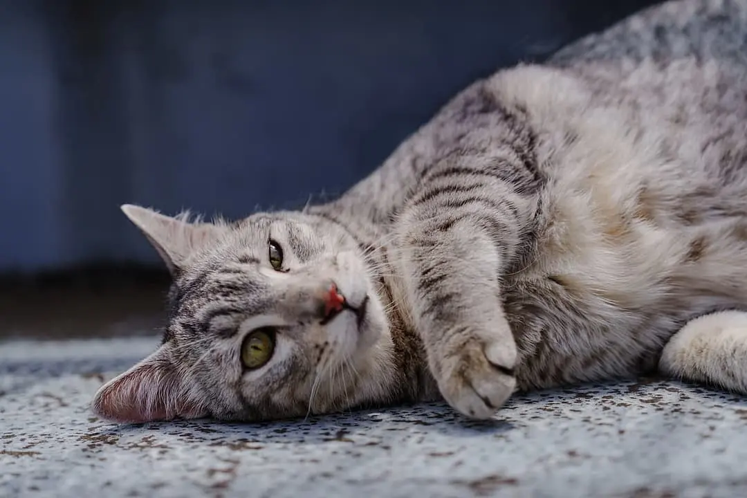 Egyptische Mau with family