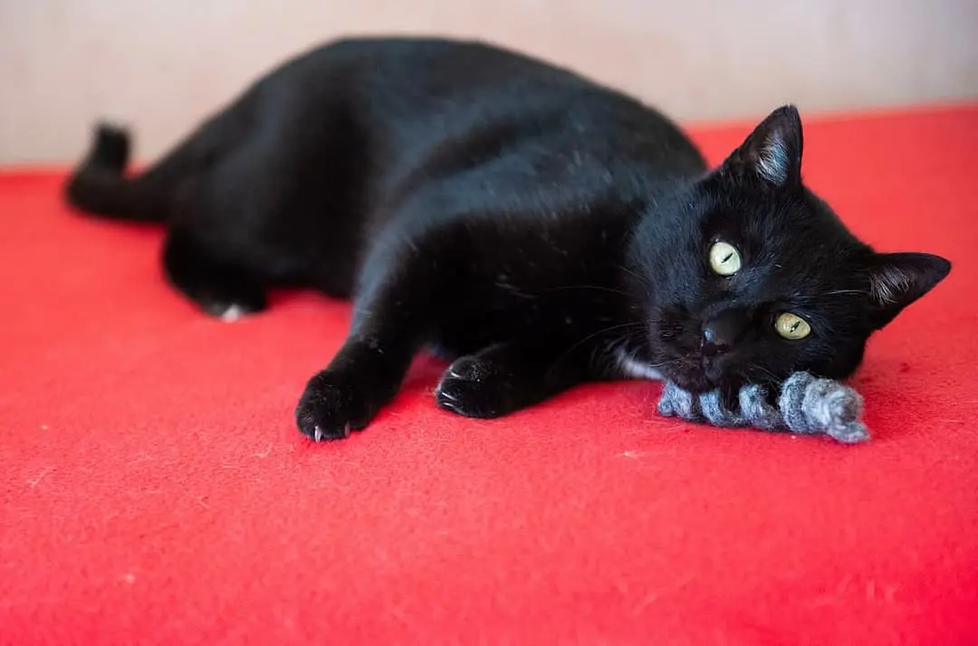 Europese Korthaar playing