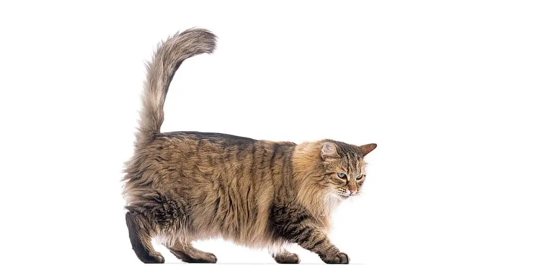 Europese Langhaar playing