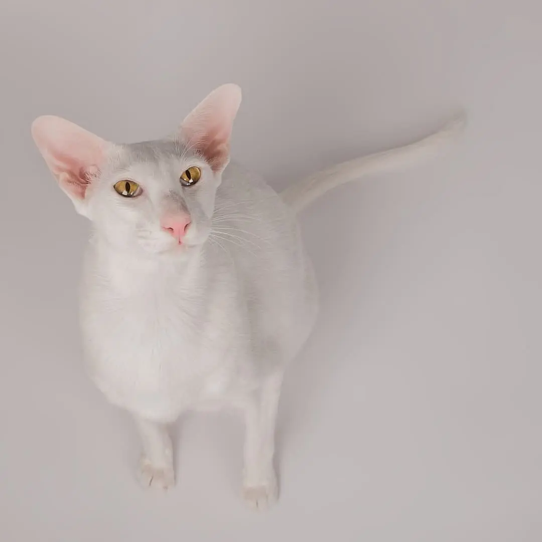 Foreign White playing